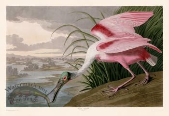 321 Roseate Spoonbill